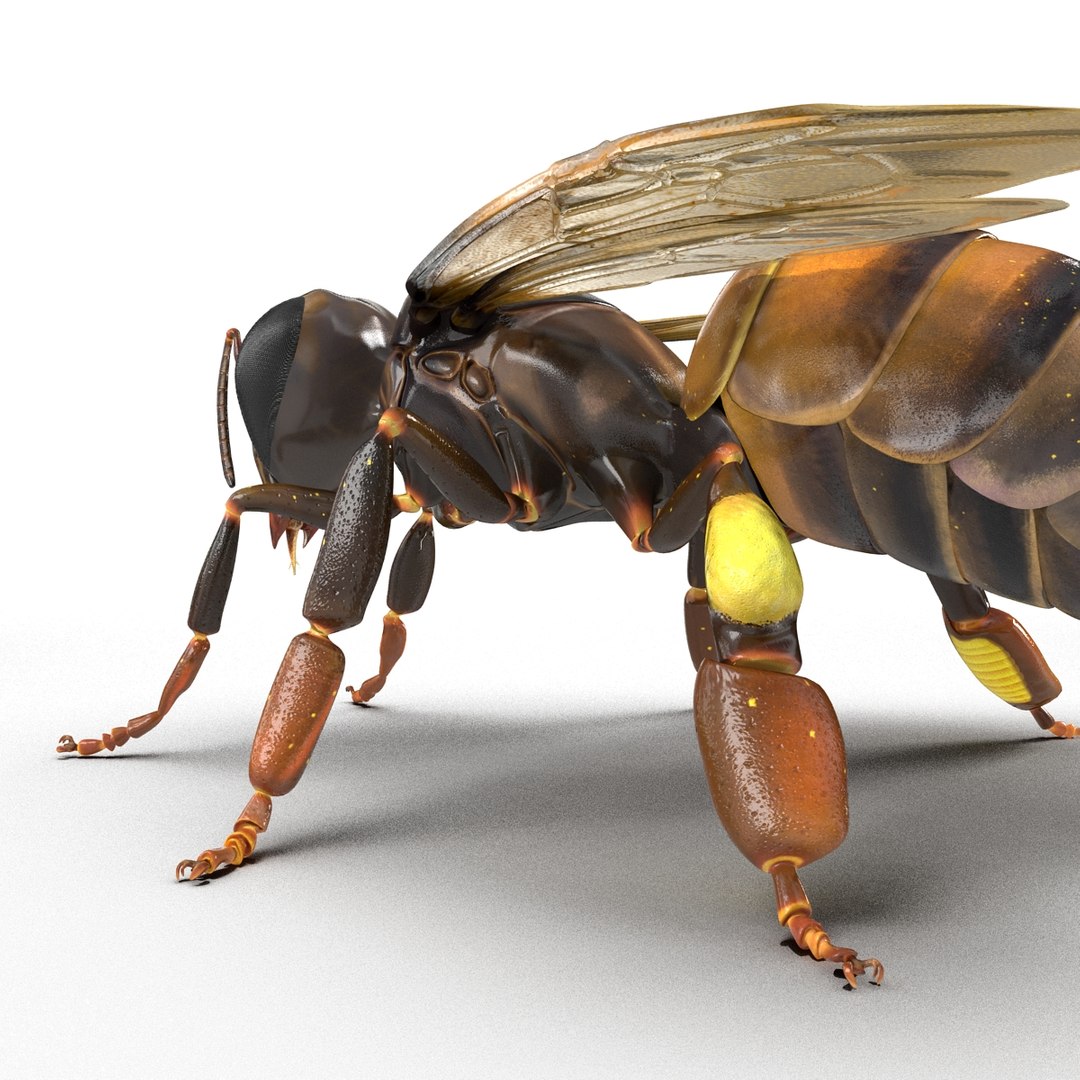 insects set gibbifer 3D https://p.turbosquid.com/ts-thumb/Re/ItAWIO/hA11Rp4q/insectscollectionvray3dmodels46/jpg/1471446847/1920x1080/fit_q87/ffdd7c4b26e65a87583329c251e4731023acca35/insectscollectionvray3dmodels46.jpg