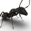 Insects Collection for Cinema 4D