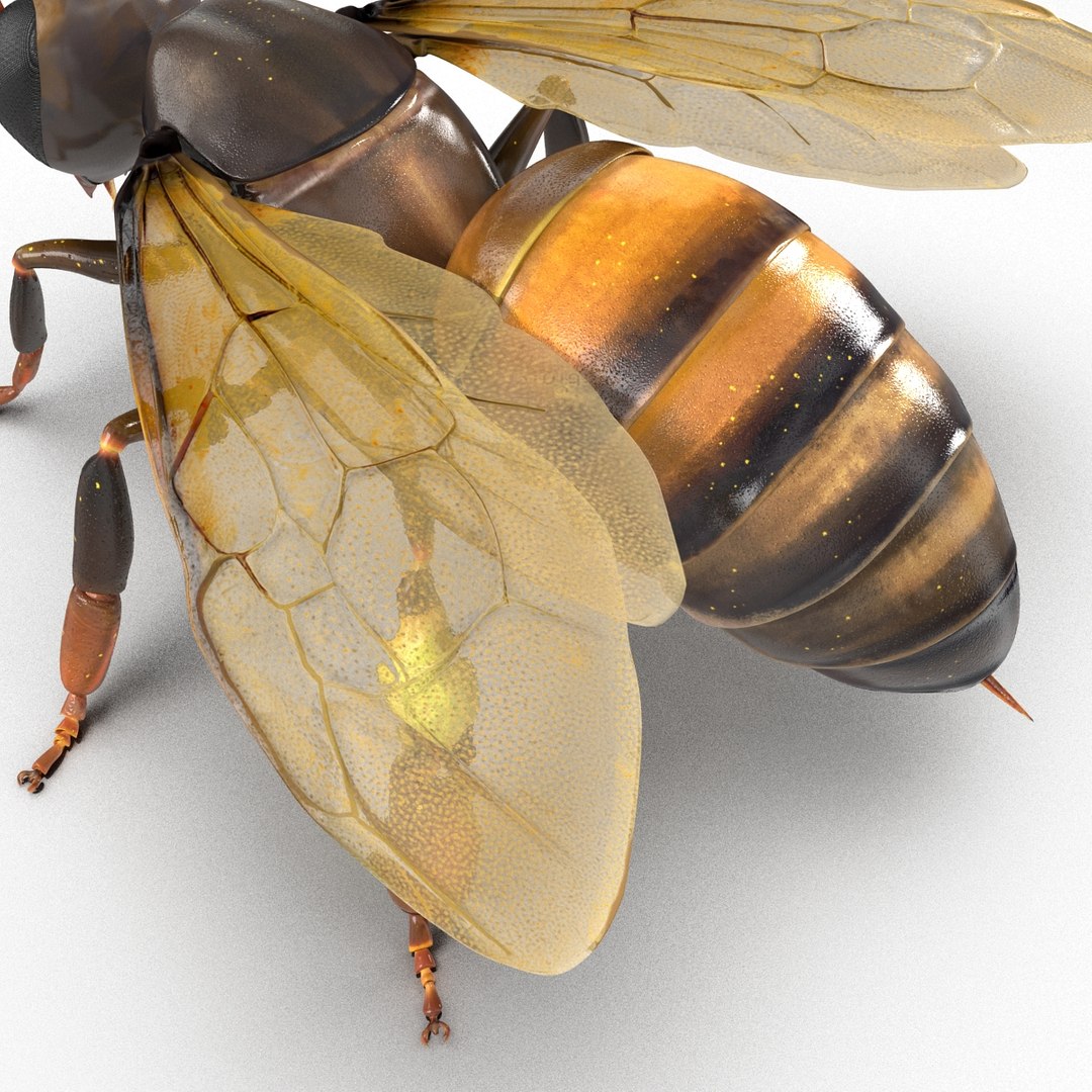 insects set gibbifer 3D https://p.turbosquid.com/ts-thumb/Re/ItAWIO/iwH69mxE/insectscollectionvray3dmodels47/jpg/1471446847/1920x1080/fit_q87/b8a61172e4db50ab30570530beaceabfb9e98160/insectscollectionvray3dmodels47.jpg