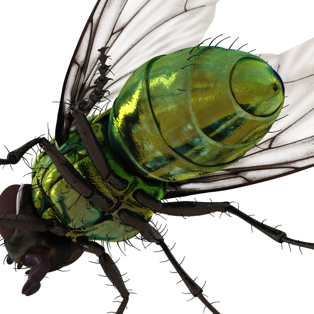insects set gibbifer 3D https://p.turbosquid.com/ts-thumb/Re/ItAWIO/oxgUwmbb/insectscollectionvray3dmodels37/jpg/1471446846/1920x1080/fit_q87/a7d621b5f75307b9df5ddfec22136789ad13325c/insectscollectionvray3dmodels37.jpg