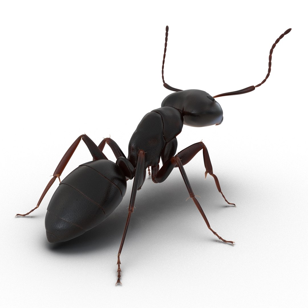 insects set gibbifer 3D https://p.turbosquid.com/ts-thumb/Re/ItAWIO/sFusl1aM/insectscollectionvray3dmodels14/jpg/1471446844/1920x1080/fit_q87/7f9aa87ff179c9e001ee689be20ae3663f7feba8/insectscollectionvray3dmodels14.jpg