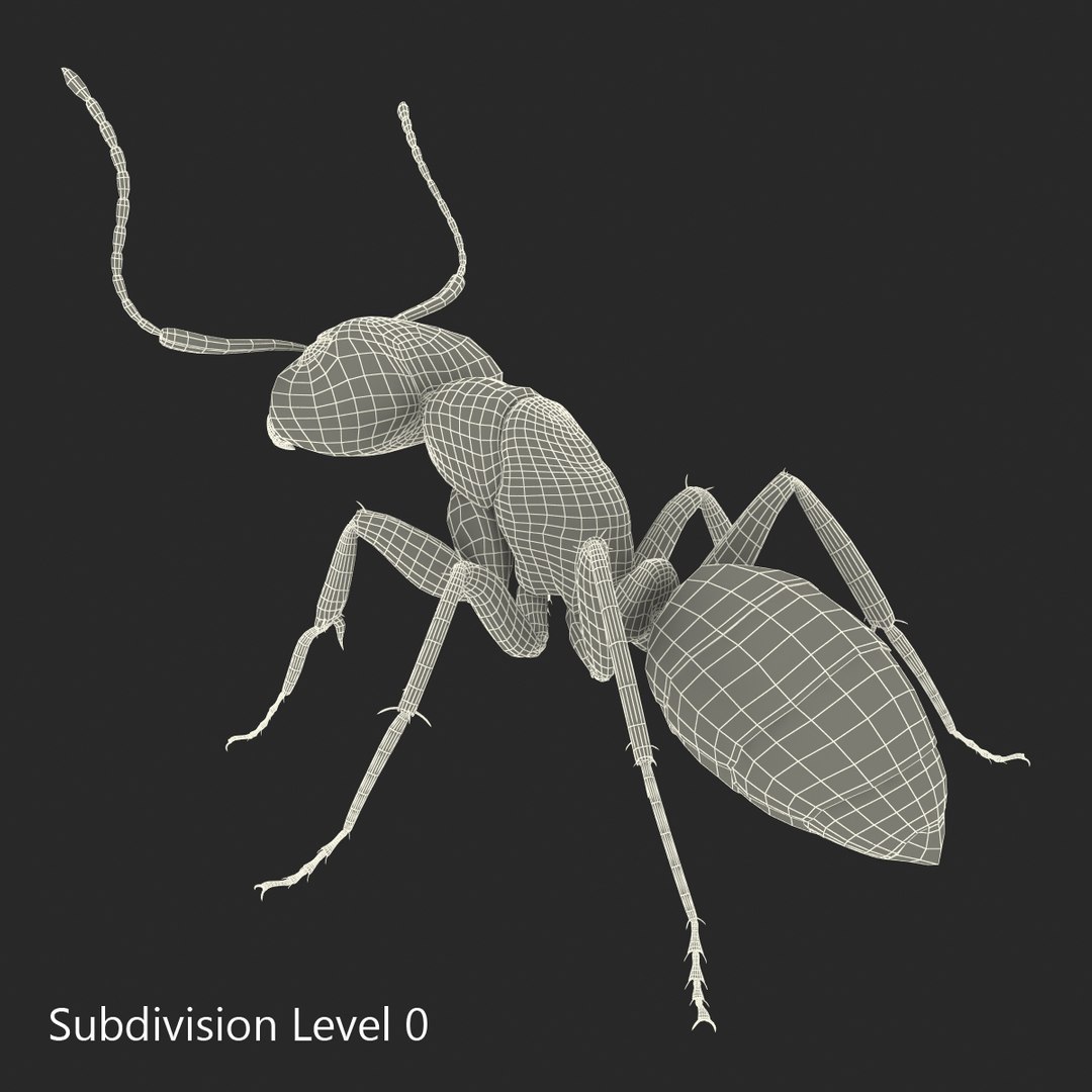 insects set gibbifer 3D https://p.turbosquid.com/ts-thumb/Re/ItAWIO/vnUwYjnV/insectscollectionvray3dmodels49/jpg/1471446847/1920x1080/fit_q87/3d86e9fbf93c2ec36e968daf029247a30a88b284/insectscollectionvray3dmodels49.jpg