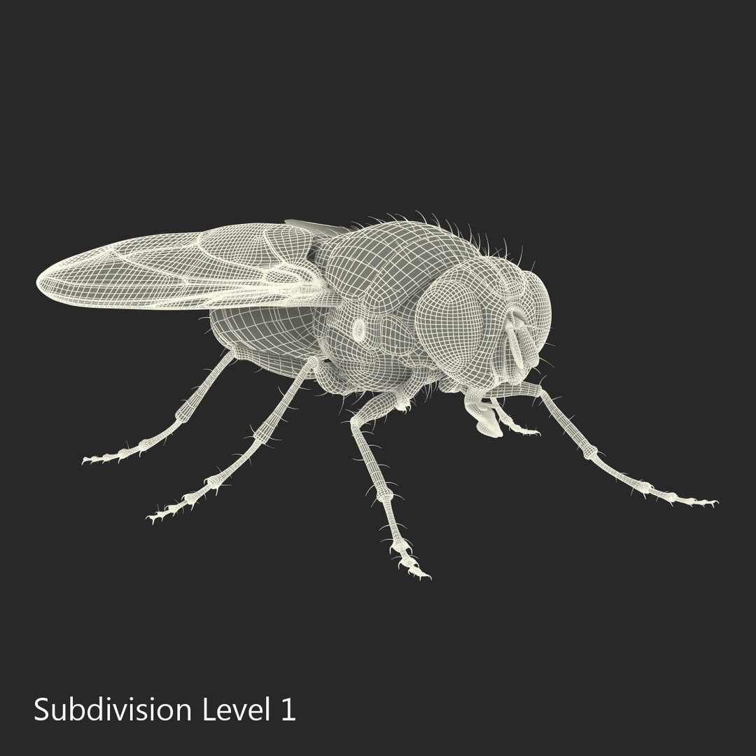 insects set gibbifer 3D https://p.turbosquid.com/ts-thumb/Re/ItAWIO/y0SDtuDa/insectscollectionvray3dmodels56/jpg/1471446848/1920x1080/fit_q87/f77b4375cdef895b825fb8a6e7cf34ed5c75fe90/insectscollectionvray3dmodels56.jpg