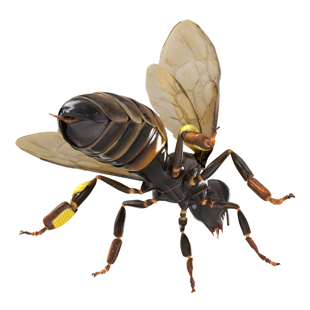 insects set gibbifer 3D https://p.turbosquid.com/ts-thumb/Re/ItAWIO/ymLhrcTg/insectscollectionvray3dmodels44/jpg/1471446847/1920x1080/fit_q87/81e50070a44df8329de9ddae75869e21a82d8dd9/insectscollectionvray3dmodels44.jpg