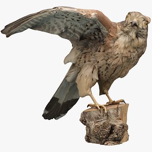 Taxidermy 02. Small Falcon