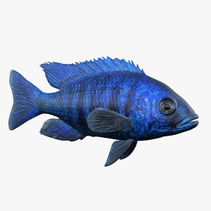 Placidochromis Cichlid model