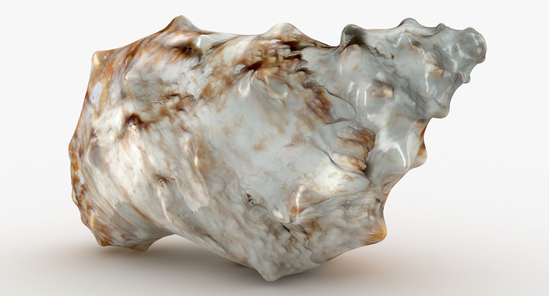 3D sea shell 3 model - TurboSquid 1150021