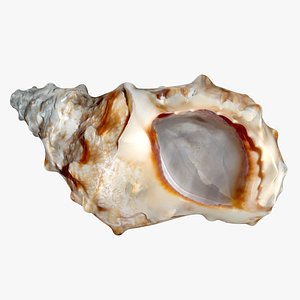 3D sea shell 3 model