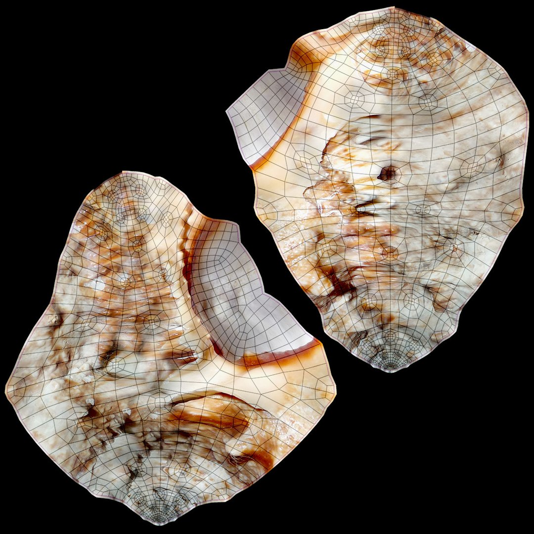 3D sea shell 3 model - TurboSquid 1150021