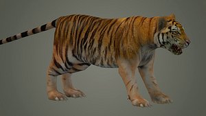 tiger wild cat lion zoo panther puma mammal nature panzer 3D model