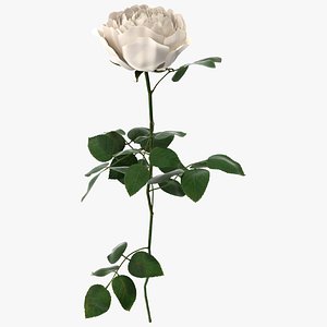 Peony Rose with Open Petals White