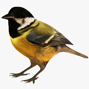 Great Tit Bird