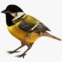 Great Tit Bird