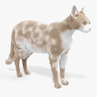 Cat Body Static