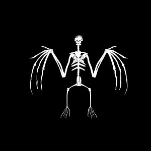 Bat skeleton