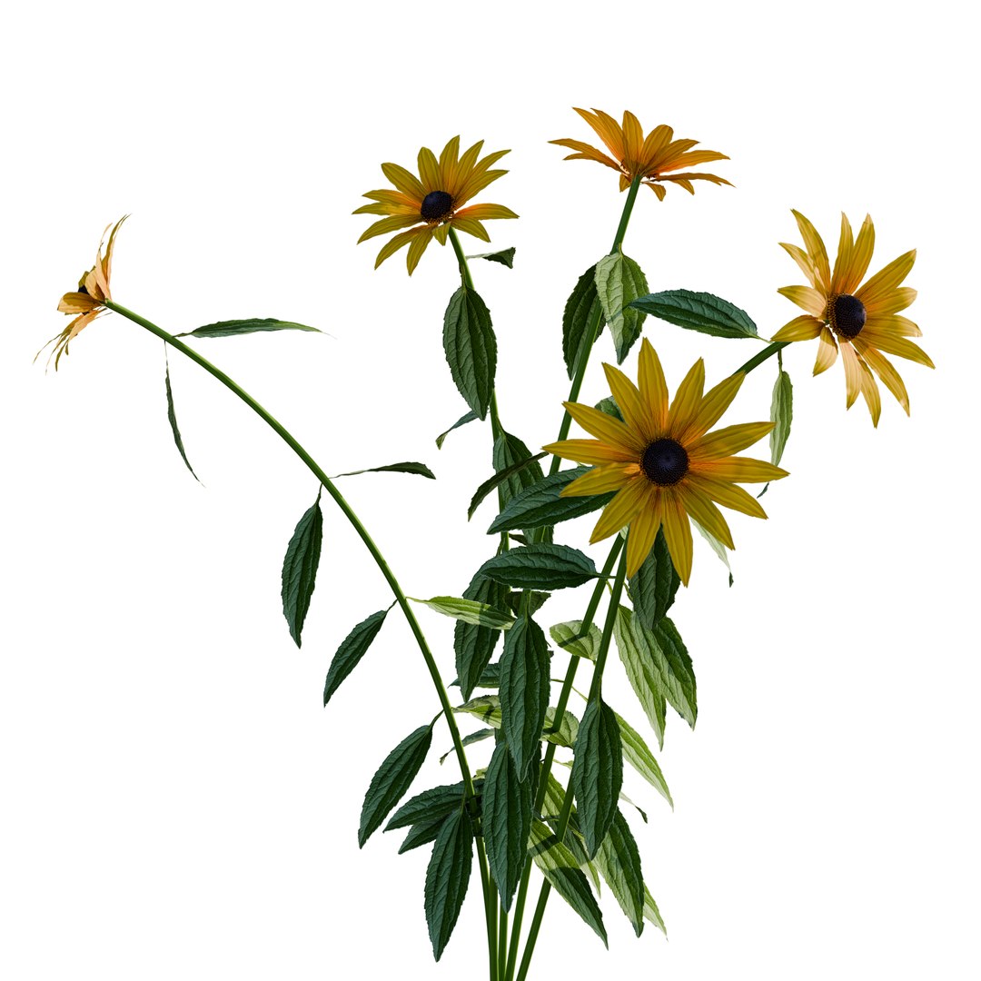 3D model Rudbeckia Early Bird Gold 3D Model Download - Highly Detailed - Blender Sketchup Excel   More GlbG https://p.turbosquid.com/ts-thumb/Rf/NrDtmo/Cf/rudbeckiaearlybirdgold4/png/1786363701/1920x1080/fit_q87/0795f4511492cbba7e8a7470f2ca7b88c538e6e2/rudbeckiaearlybirdgold4.jpg