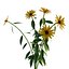 Modello 3D di Rudbeckia Early Bird Gold da scaricare - Altamente dettagliato - Blender Sketchup Excel Altro GlbG