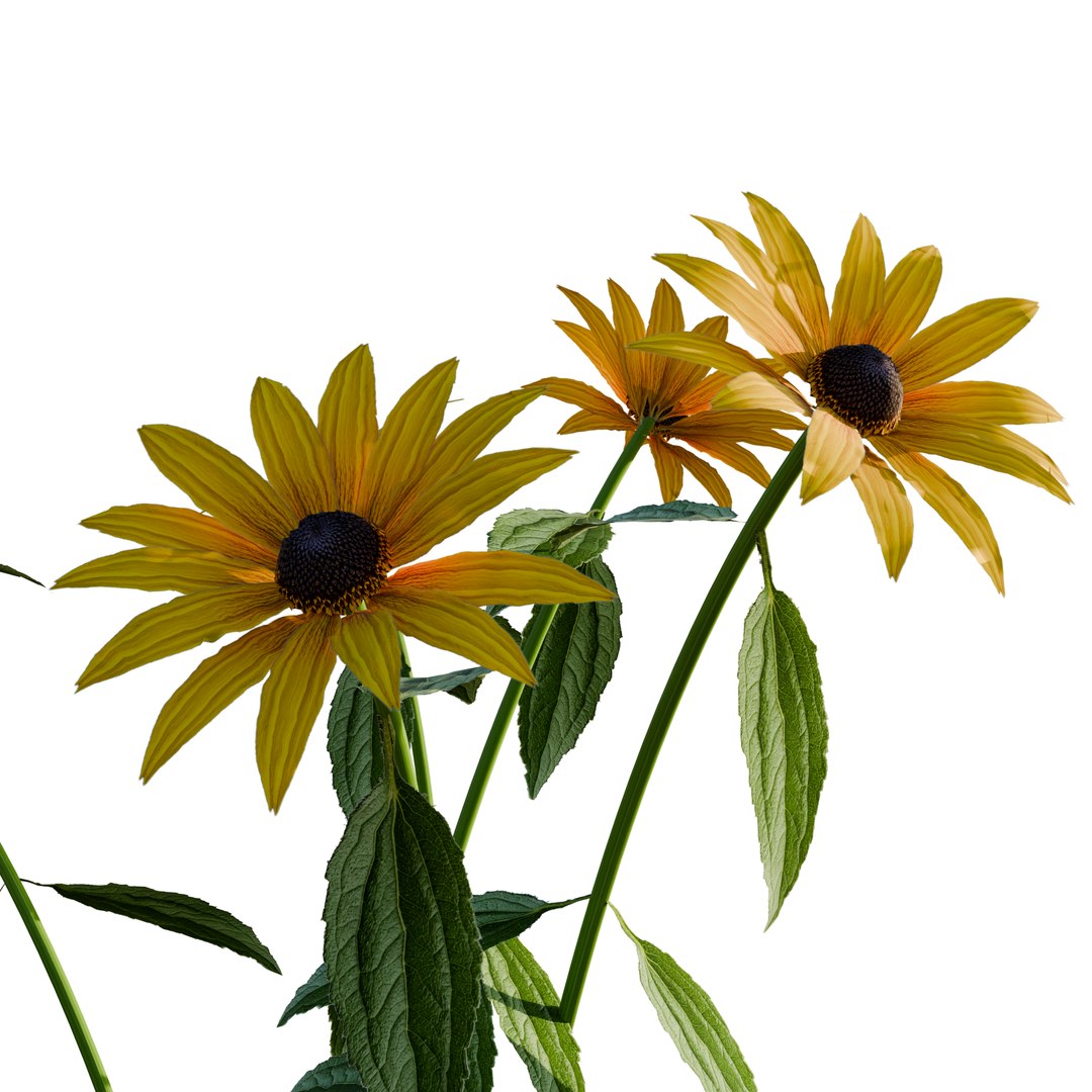 3D model Rudbeckia Early Bird Gold 3D Model Download - Highly Detailed - Blender Sketchup Excel   More GlbG https://p.turbosquid.com/ts-thumb/Rf/NrDtmo/LG/rudbeckiaearlybirdgold5/png/1786363702/1920x1080/fit_q87/b166833061a4ac32e9552f08f39f92e5e0460757/rudbeckiaearlybirdgold5.jpg
