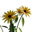 Modello 3D di Rudbeckia Early Bird Gold da scaricare - Altamente dettagliato - Blender Sketchup Excel Altro GlbG