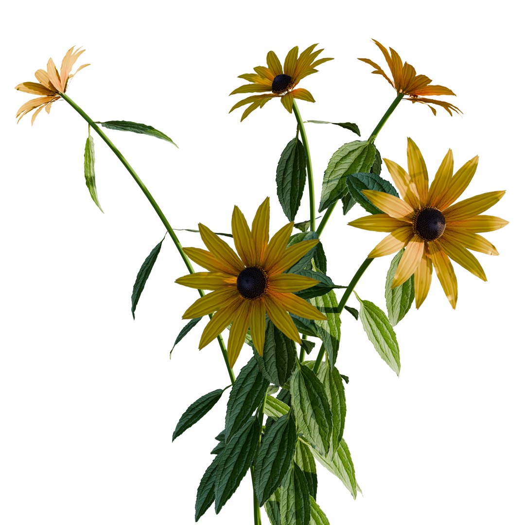 3D model Rudbeckia Early Bird Gold 3D Model Download - Highly Detailed - Blender Sketchup Excel   More GlbG https://p.turbosquid.com/ts-thumb/Rf/NrDtmo/VY/rudbeckiaearlybirdgold2/png/1786363700/1920x1080/fit_q87/b76b6d8b50de2b89a3ad59e12fbda2f0e03a2a15/rudbeckiaearlybirdgold2.jpg