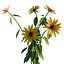 Modello 3D di Rudbeckia Early Bird Gold da scaricare - Altamente dettagliato - Blender Sketchup Excel Altro GlbG