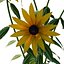 Modello 3D di Rudbeckia Early Bird Gold da scaricare - Altamente dettagliato - Blender Sketchup Excel Altro GlbG