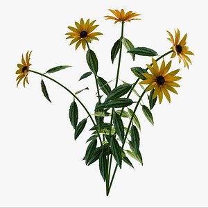 3D model Rudbeckia Early Bird Gold 3D Model Download - Highly Detailed - Blender Sketchup Excel   More GlbG