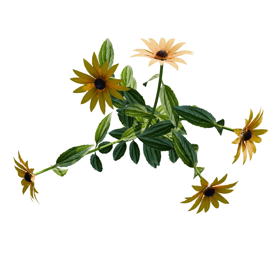 3D model Rudbeckia Early Bird Gold 3D Model Download - Highly Detailed - Blender Sketchup Excel   More GlbG https://p.turbosquid.com/ts-thumb/Rf/NrDtmo/qj/rudbeckiaearlybirdgold1/png/1786363699/1920x1080/fit_q87/072d17c53ad191a7ea429e72d9533acf9b52b476/rudbeckiaearlybirdgold1.jpg