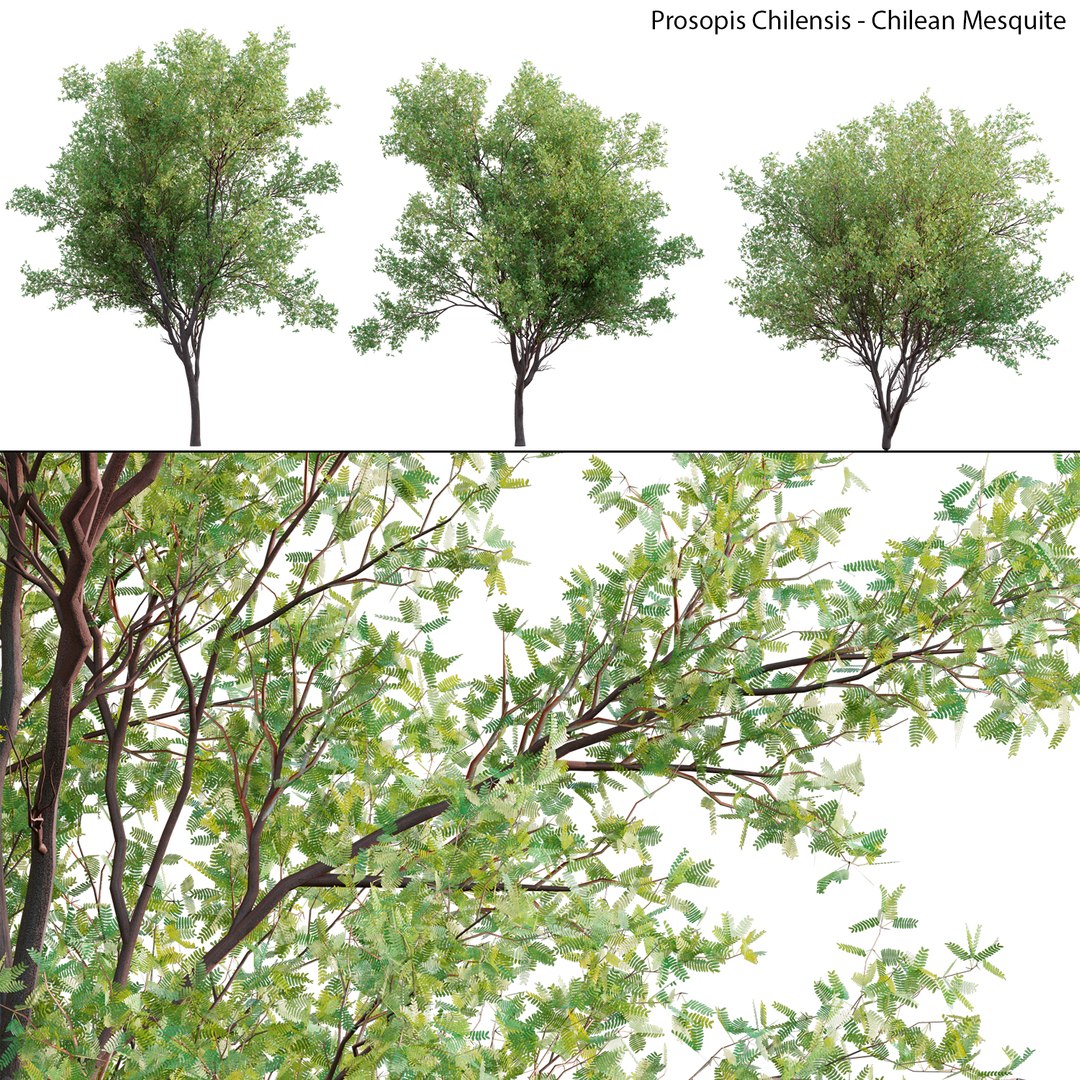 3D Prosopis Chilensis - Chilean Mesquite - Group 01 Model - TurboSquid ...