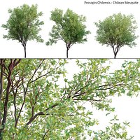 Prosopis Chilensis - Chilean Mesquite - Group 01
