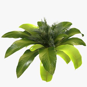 banana tree ma