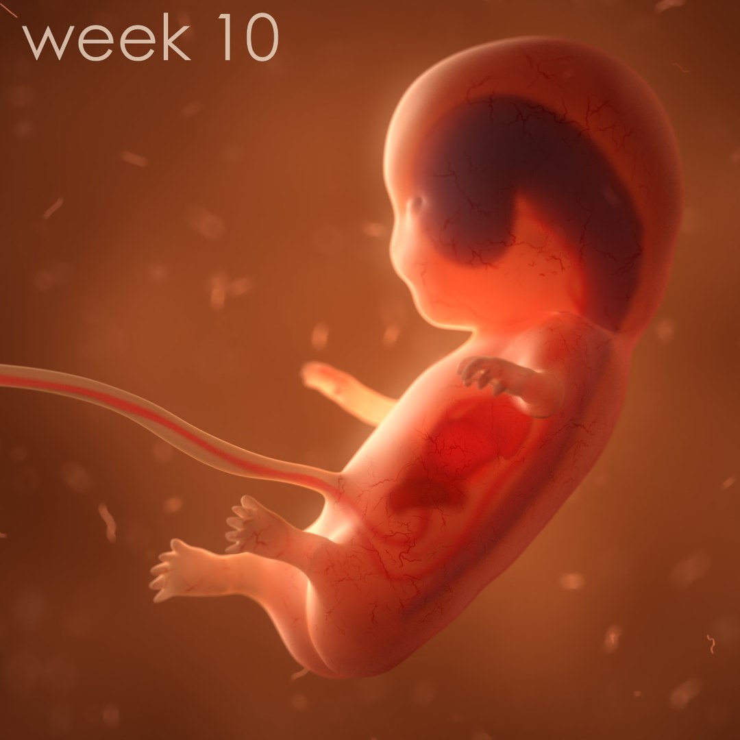 human fetus internal organs 3D model https://p.turbosquid.com/ts-thumb/Rf/jY4EUs/3ujfrZIO/color6/jpg/1510610863/1920x1080/fit_q87/d36c3c382474adbdfd8dd9cdc61fcf33775dde9a/color6.jpg