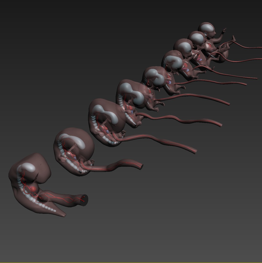human fetus internal organs 3D model https://p.turbosquid.com/ts-thumb/Rf/jY4EUs/7nAV5wbr/s12/png/1510611430/1920x1080/fit_q87/3d711ccd6a25c3d38b384f6a3bfec92cd087b793/s12.jpg
