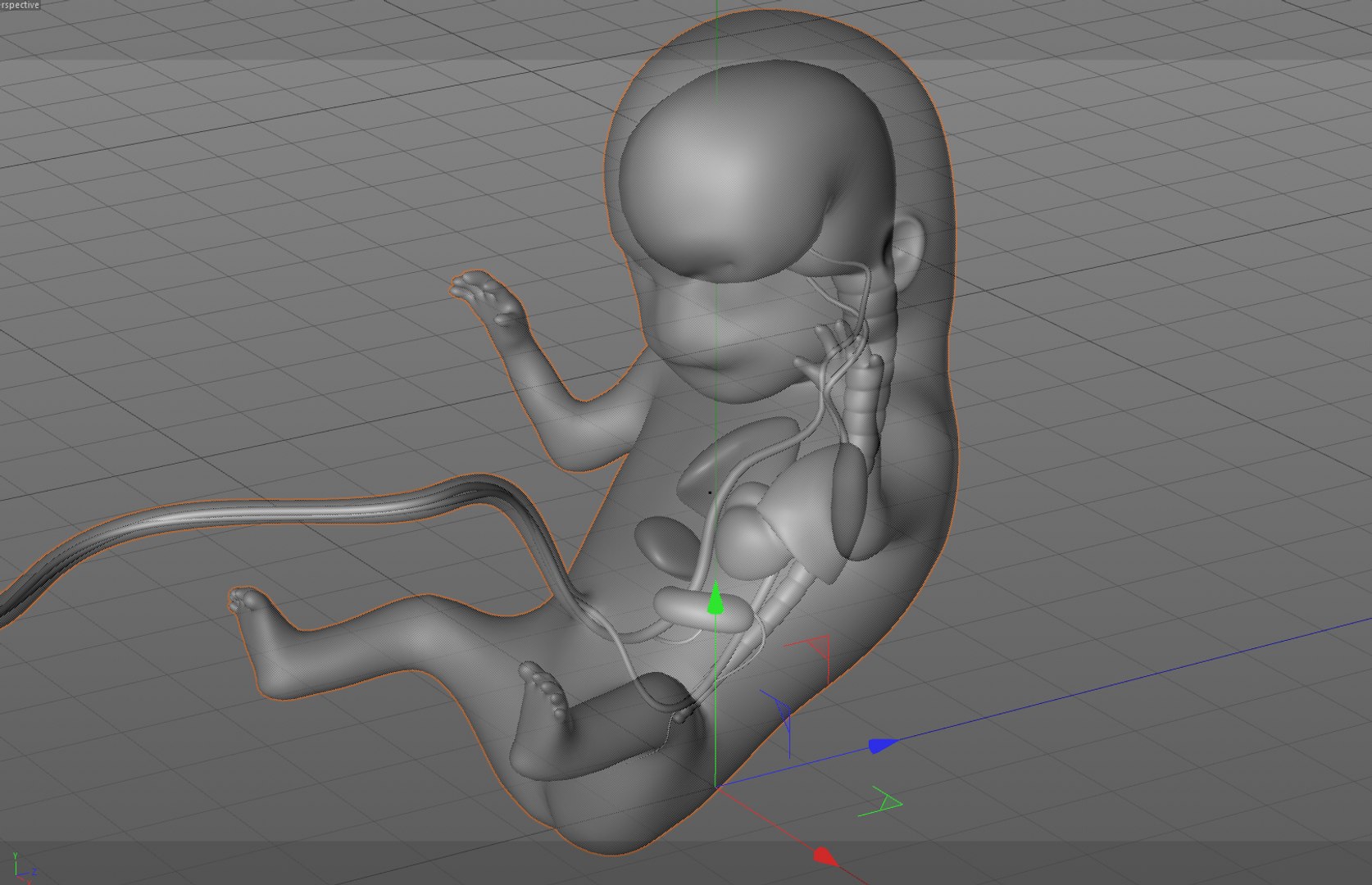 human fetus internal organs 3D model https://p.turbosquid.com/ts-thumb/Rf/jY4EUs/B6cz8Roe/w8/png/1510611431/1920x1080/fit_q87/383fd5c0551813fe964705099a26effc2ab645cb/w8.jpg