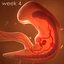 Human embryo fetus with internal organs - Animation of development