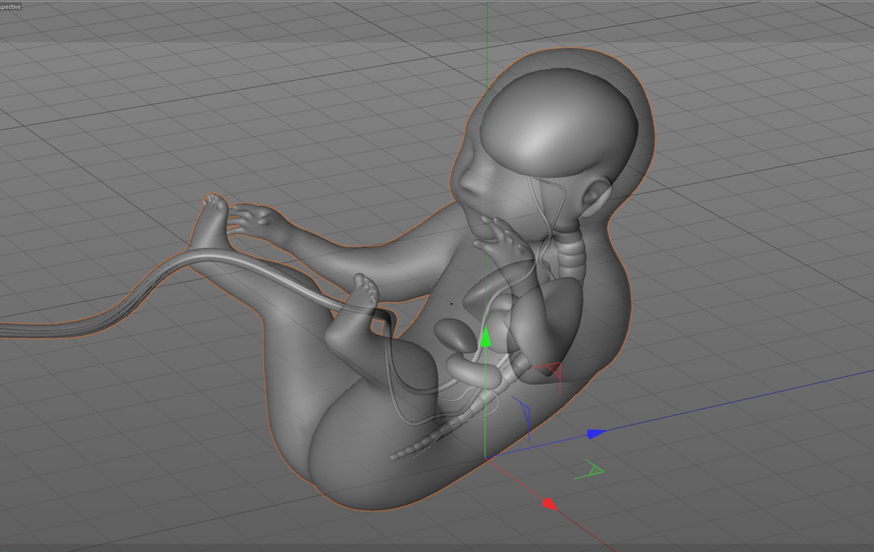 human fetus internal organs 3D model https://p.turbosquid.com/ts-thumb/Rf/jY4EUs/Fvd8qWOI/w9/png/1510611431/1920x1080/fit_q87/e6debc273b81b727f5622aa4b369848d626901e9/w9.jpg