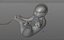 Human embryo fetus with internal organs - Animation of development