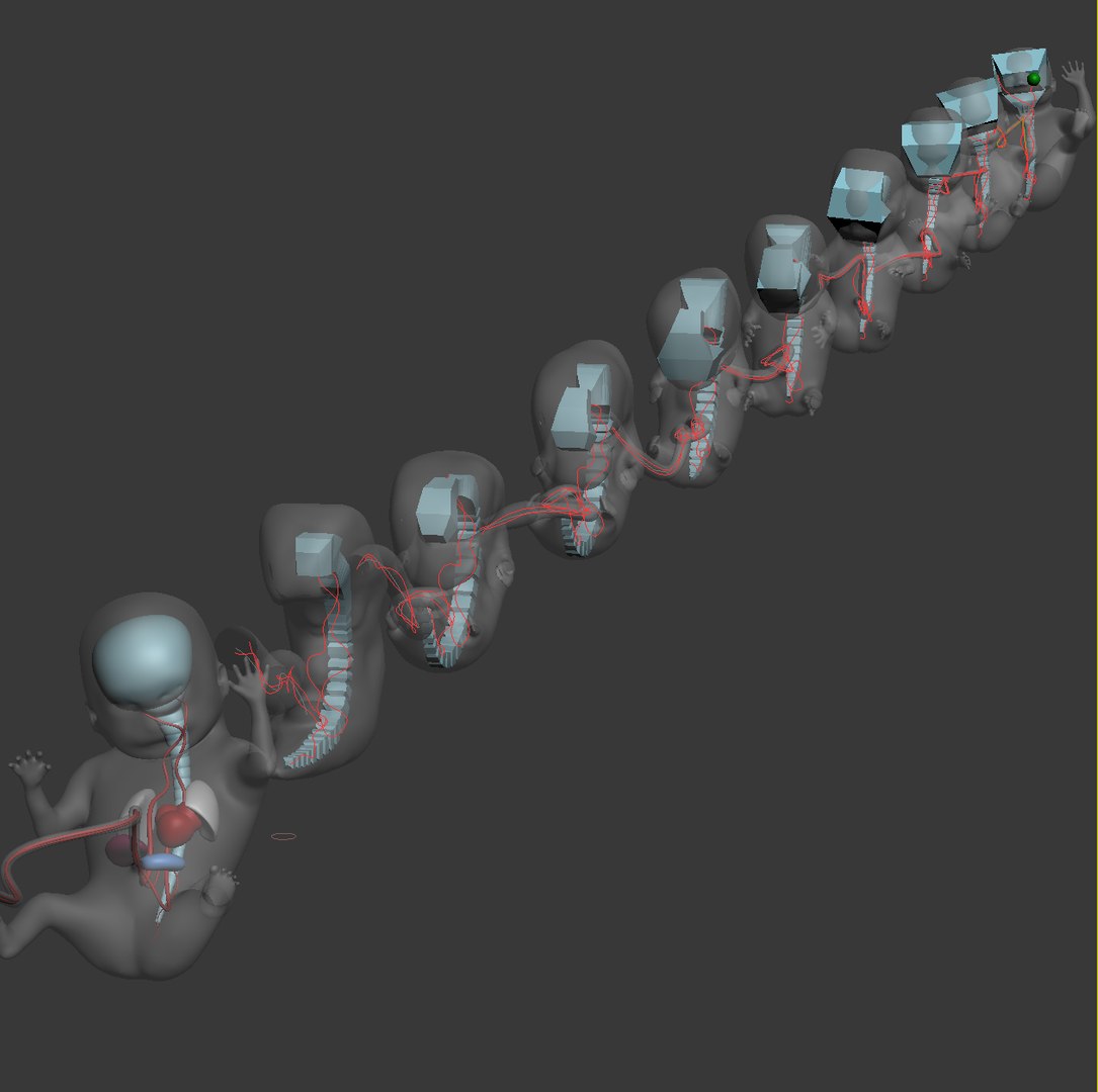 human fetus internal organs 3D model https://p.turbosquid.com/ts-thumb/Rf/jY4EUs/HEgyFK5v/s11/png/1510611430/1920x1080/fit_q87/4295742c21f30f1c0c32f2197423201ec3578b95/s11.jpg