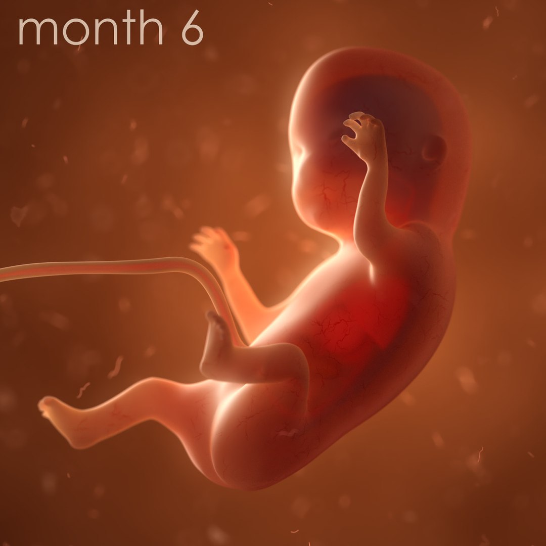 human fetus internal organs 3D model https://p.turbosquid.com/ts-thumb/Rf/jY4EUs/IcgtkOFf/color8/jpg/1510610863/1920x1080/fit_q87/14c074e127276298ee58be9f20b4685ff984e274/color8.jpg