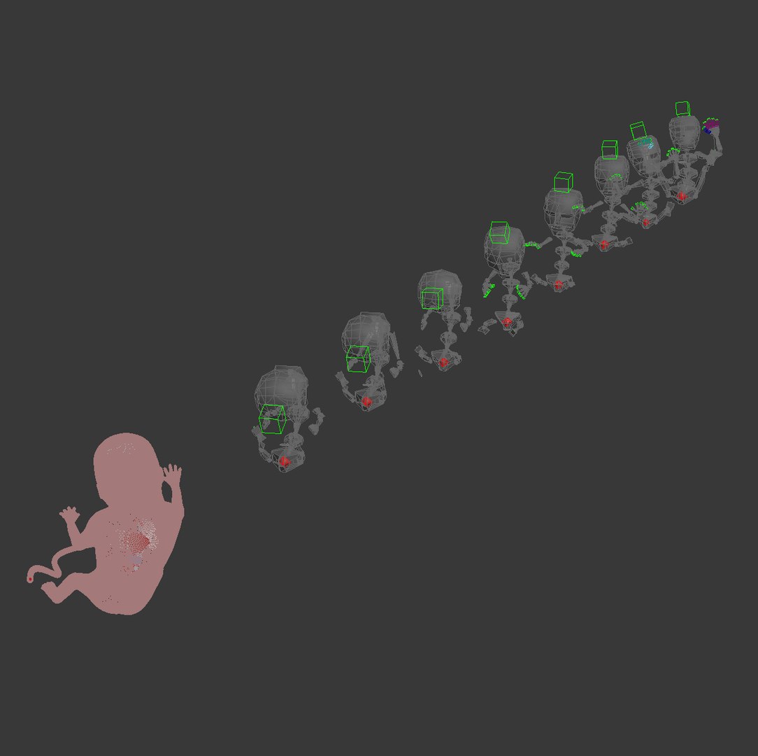 human fetus internal organs 3D model https://p.turbosquid.com/ts-thumb/Rf/jY4EUs/MeoLxJ9w/s7/png/1510611430/1920x1080/fit_q87/bccdf6ce4c33032ad8a2d728ee718f4d78498006/s7.jpg