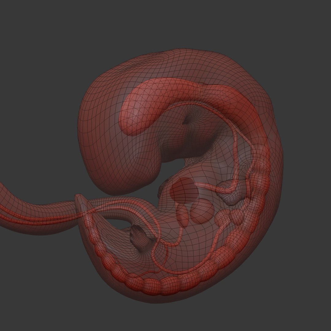 human fetus internal organs 3D model https://p.turbosquid.com/ts-thumb/Rf/jY4EUs/N6vtH6Ae/wire2/jpg/1510611431/1920x1080/fit_q87/530ea91af58f982eceb7716727729fd39e2fce16/wire2.jpg
