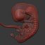 human fetus internal organs 3D model