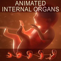 Human embryo fetus with internal organs - Animation of development