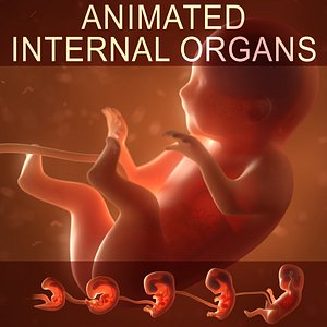 Human embryo fetus with internal organs - Animation of development