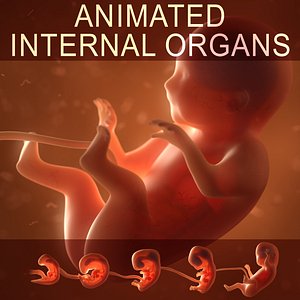 Human embryo fetus with internal organs - Animation of development