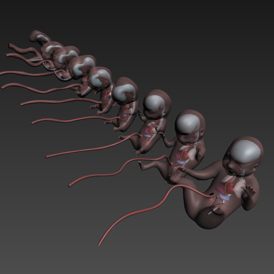 human fetus internal organs 3D model https://p.turbosquid.com/ts-thumb/Rf/jY4EUs/Uh4t5JWw/s13/png/1510611430/1920x1080/fit_q87/d06e9adaa727923f17711e79bc521174d25b80ca/s13.jpg