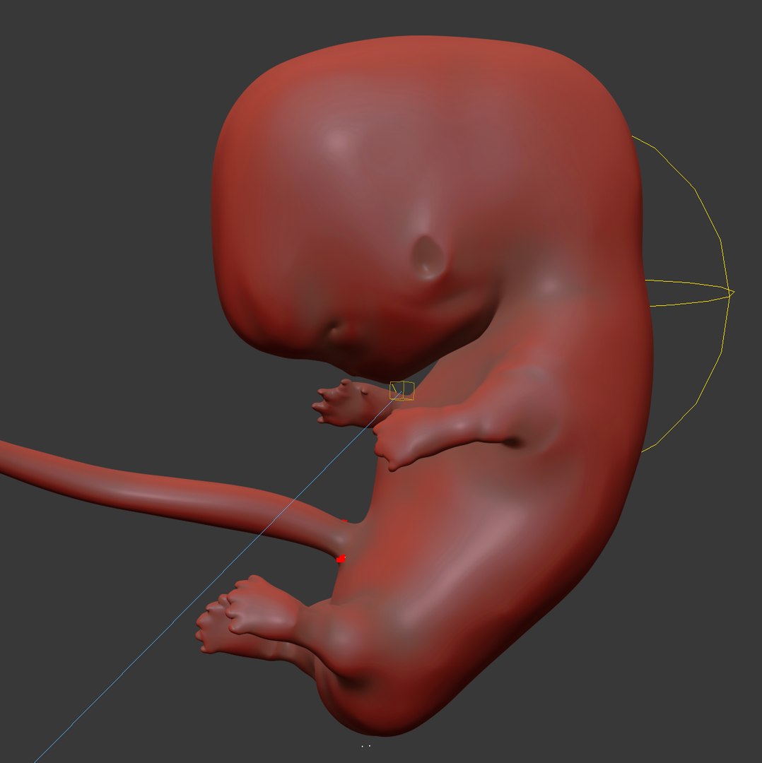 human fetus internal organs 3D model https://p.turbosquid.com/ts-thumb/Rf/jY4EUs/VAvZVntu/s2/png/1510611430/1920x1080/fit_q87/d33418092175b227b38de8140cdf004a3266684c/s2.jpg