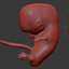 Human embryo fetus with internal organs - Animation of development