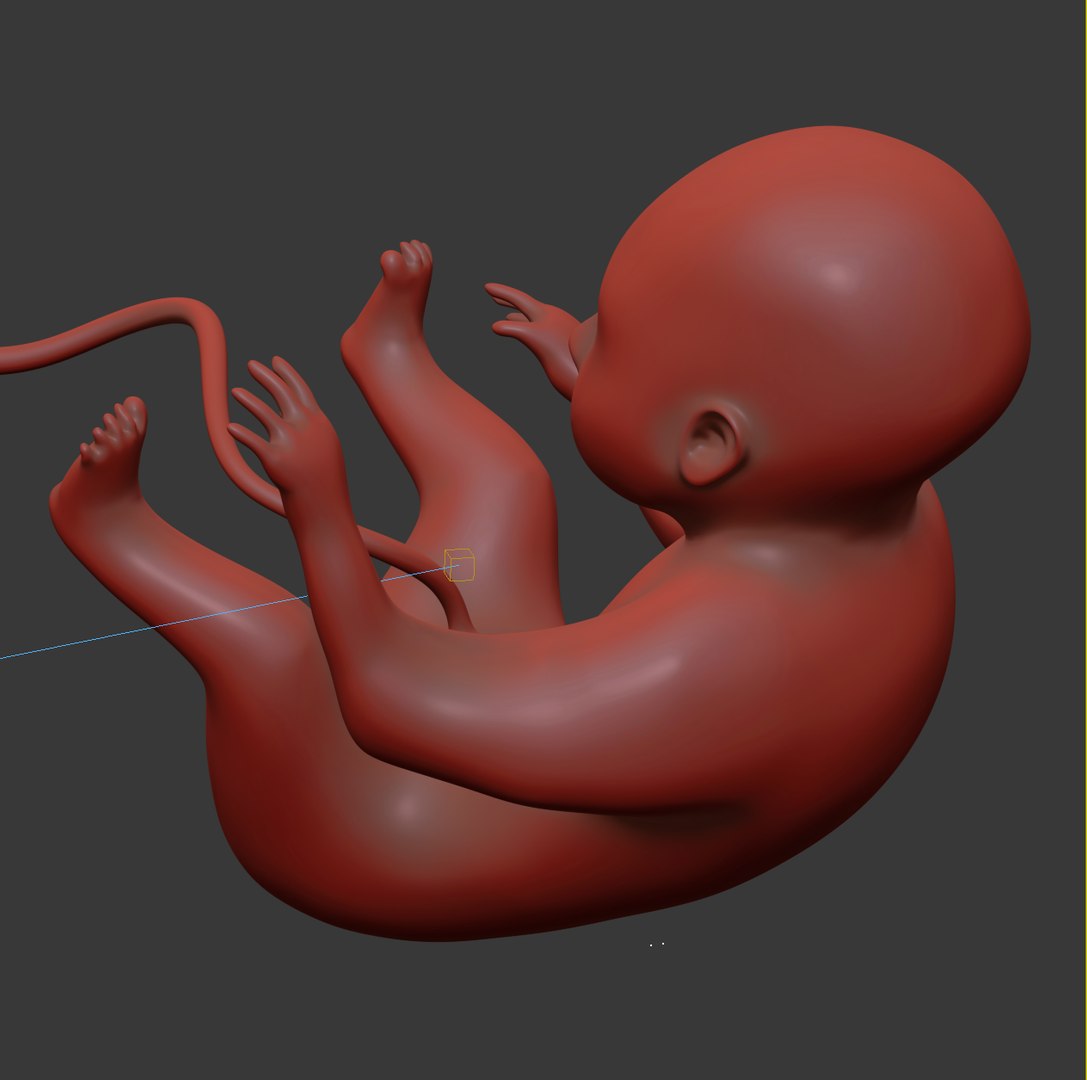 human fetus internal organs 3D model https://p.turbosquid.com/ts-thumb/Rf/jY4EUs/VPk7VKHe/s4/png/1510611430/1920x1080/fit_q87/7c7c42c774eb04d749f3bcfb622bd1279d148f33/s4.jpg