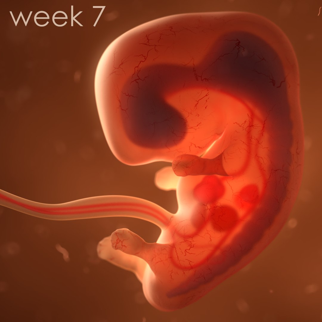 human fetus internal organs 3D model https://p.turbosquid.com/ts-thumb/Rf/jY4EUs/YuajcfPA/color4/jpg/1510610863/1920x1080/fit_q87/2a1e104393e1459263e4c38b64b16619728ab521/color4.jpg